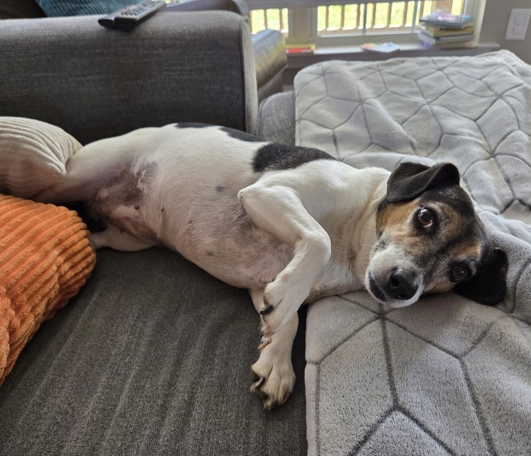 Lola Patolla tweet media