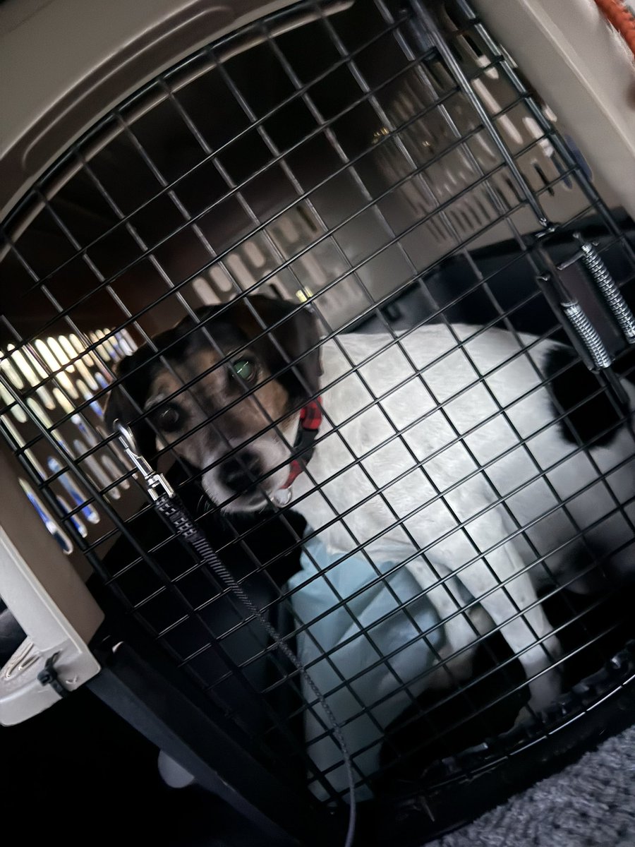 Lola Patolla tweet media