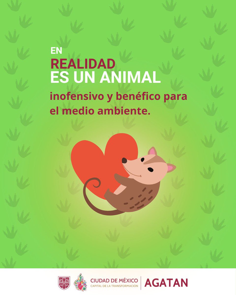 AgatanCdmx's tweet photo. Los #Tlacuaches son animales inofensivos y benéficos para el Medio
Ambiente ¡NO LOS MATEN!
Cosas que debes saber
Para que no los mates y nos ayudes a defenderlos y protegerlos 🩷
🧵 https://t.co/mJ0sSY5d2J