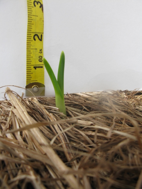 🌱 The garlic awakens.
After months underground, roots anchored and starch stored, a green shoot rises. Cell division. Chlorophyll. Photosynthesis. By July? A full bulb—potent, ready for markets + garlic fests across Ontario. A quiet miracle.