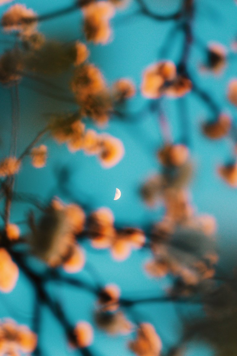 Blossom tones. <a href="/vsco/">VSCO</a> #nature #tones #spring #vrtweer