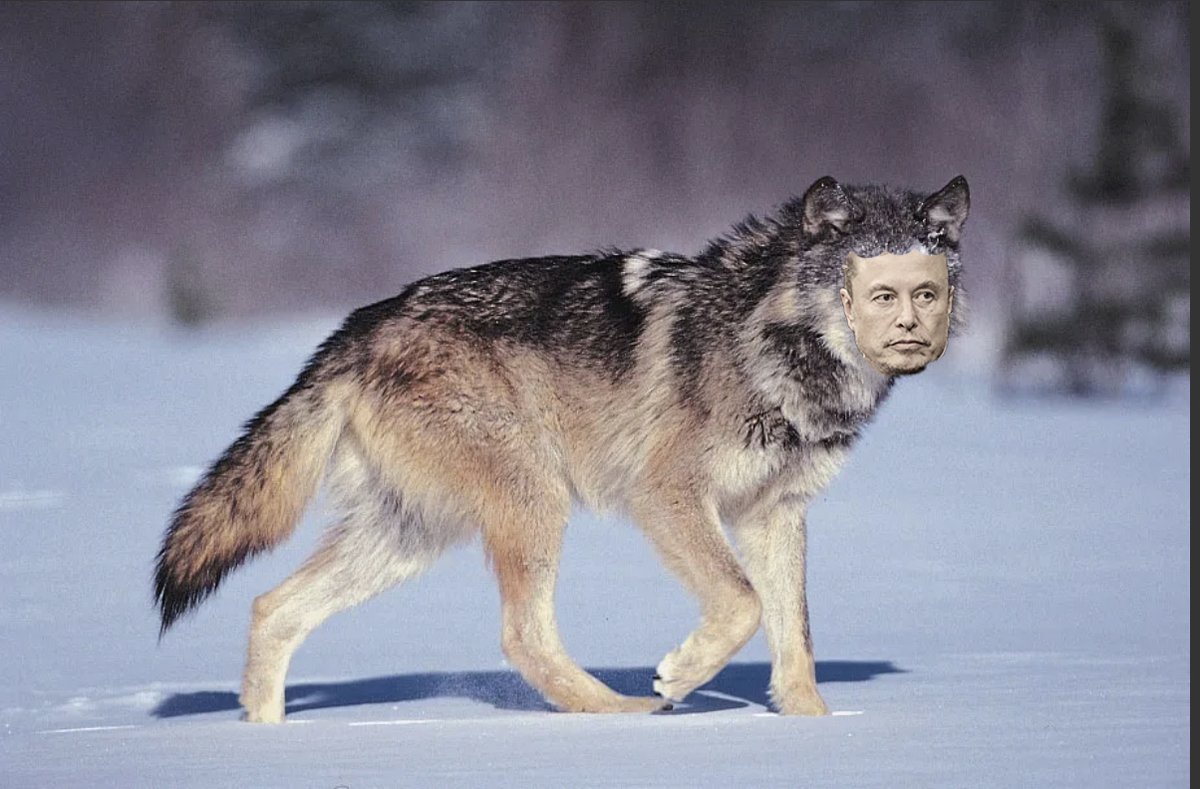 Apparently geneticists have brought back the Dogewolf. What were they thinking? #whitesouthafricanfang <a href="/elonmusk/">Elon Musk</a> #worldcomingapart