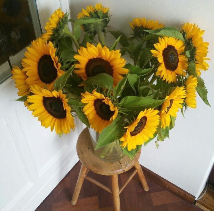 Sunflower 🌻 tweet media