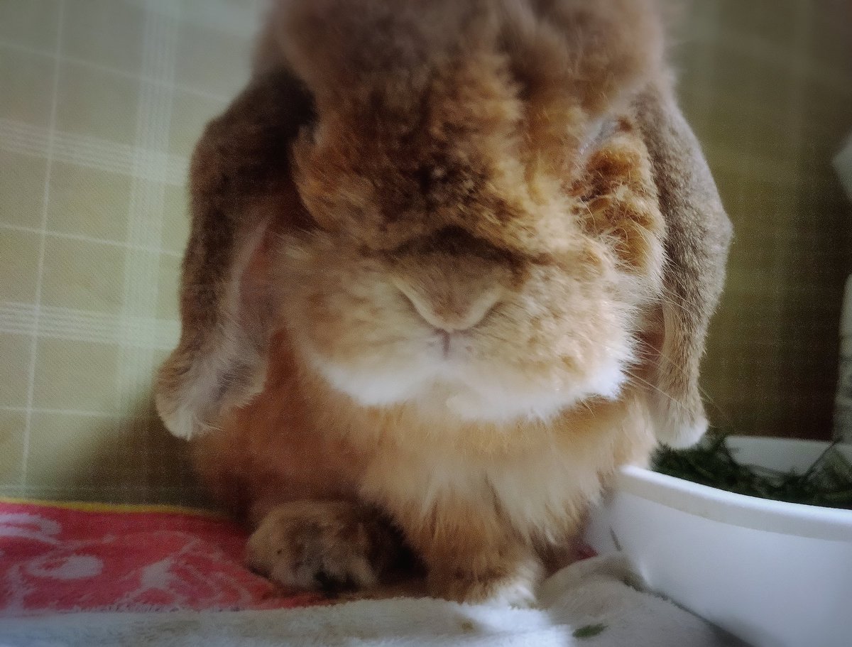 flopsy0502's tweet photo. #うさぎ #高齢うさぎ #誕生日

れおん君、12才のお誕生日を迎えました🎂🎉🥰
あまり動けないけど、たくさんごはん食べて甘える可愛いおじいちゃんうさです(≧∇≦)b💖✨

ずっと一緒にいようね😊 https://t.co/Kkf0QsWBW9
