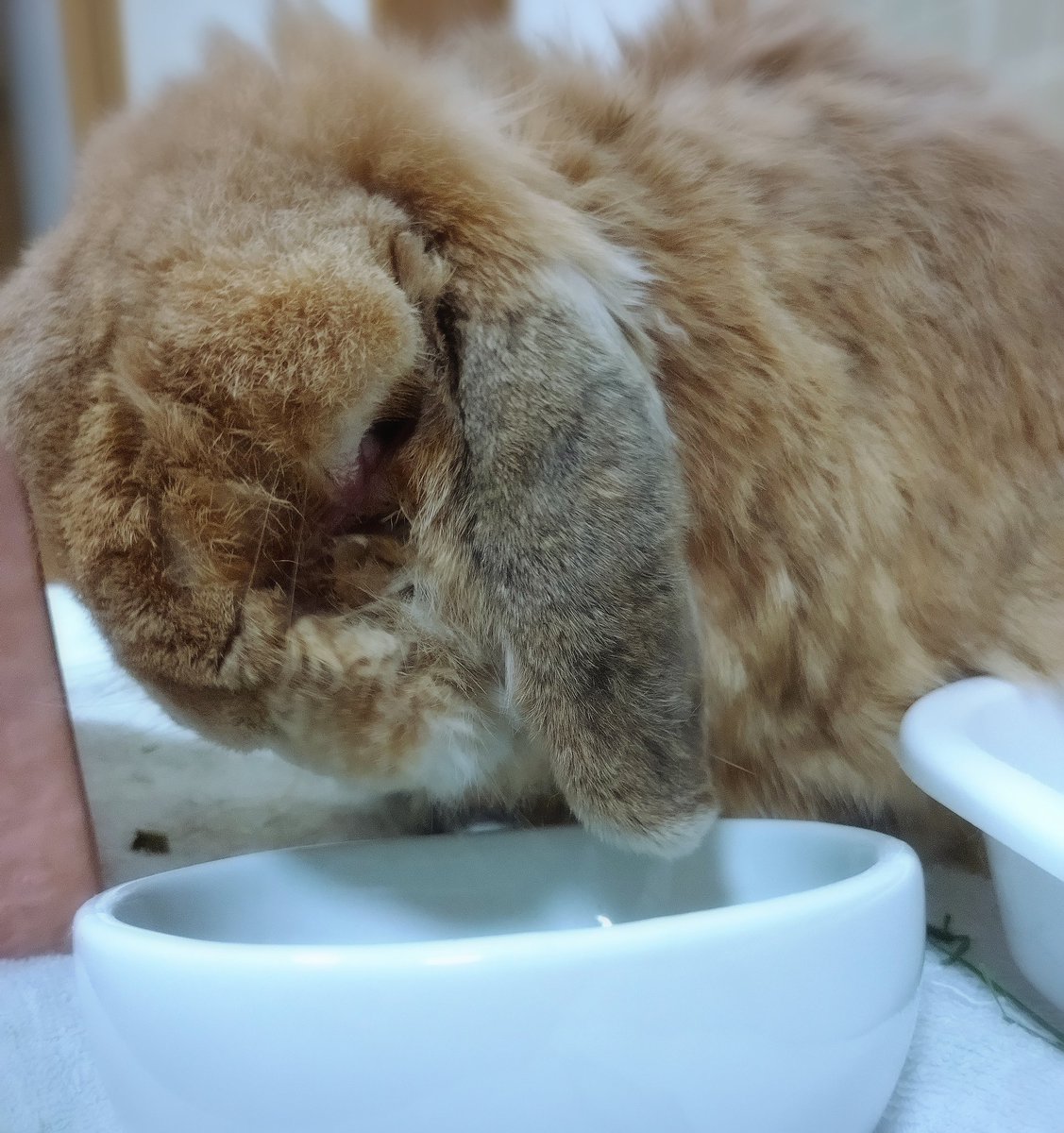 flopsy0502's tweet photo. #うさぎ #高齢うさぎ #誕生日

れおん君、12才のお誕生日を迎えました🎂🎉🥰
あまり動けないけど、たくさんごはん食べて甘える可愛いおじいちゃんうさです(≧∇≦)b💖✨

ずっと一緒にいようね😊 https://t.co/Kkf0QsWBW9