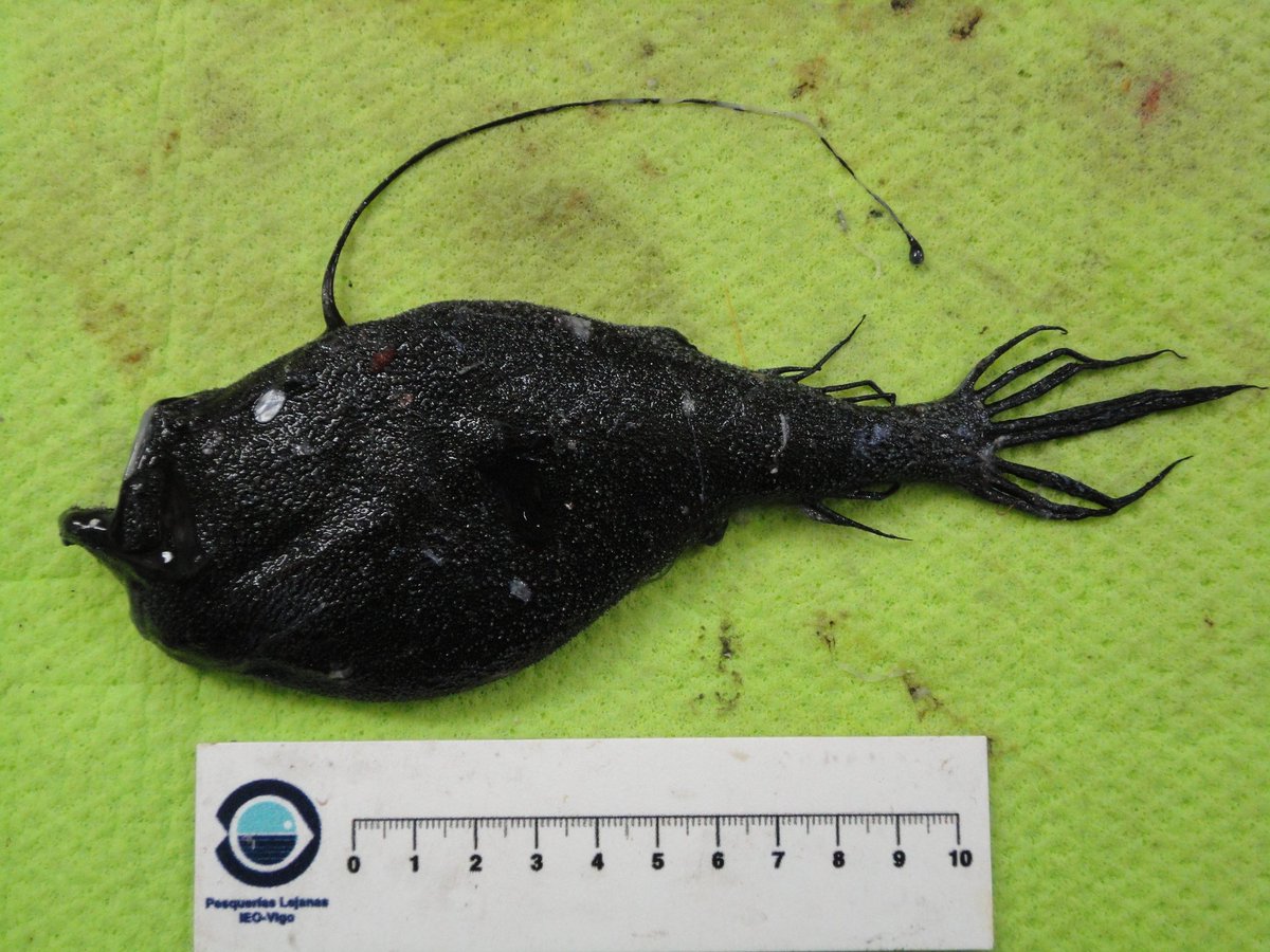 Deep Sea Daily tweet media