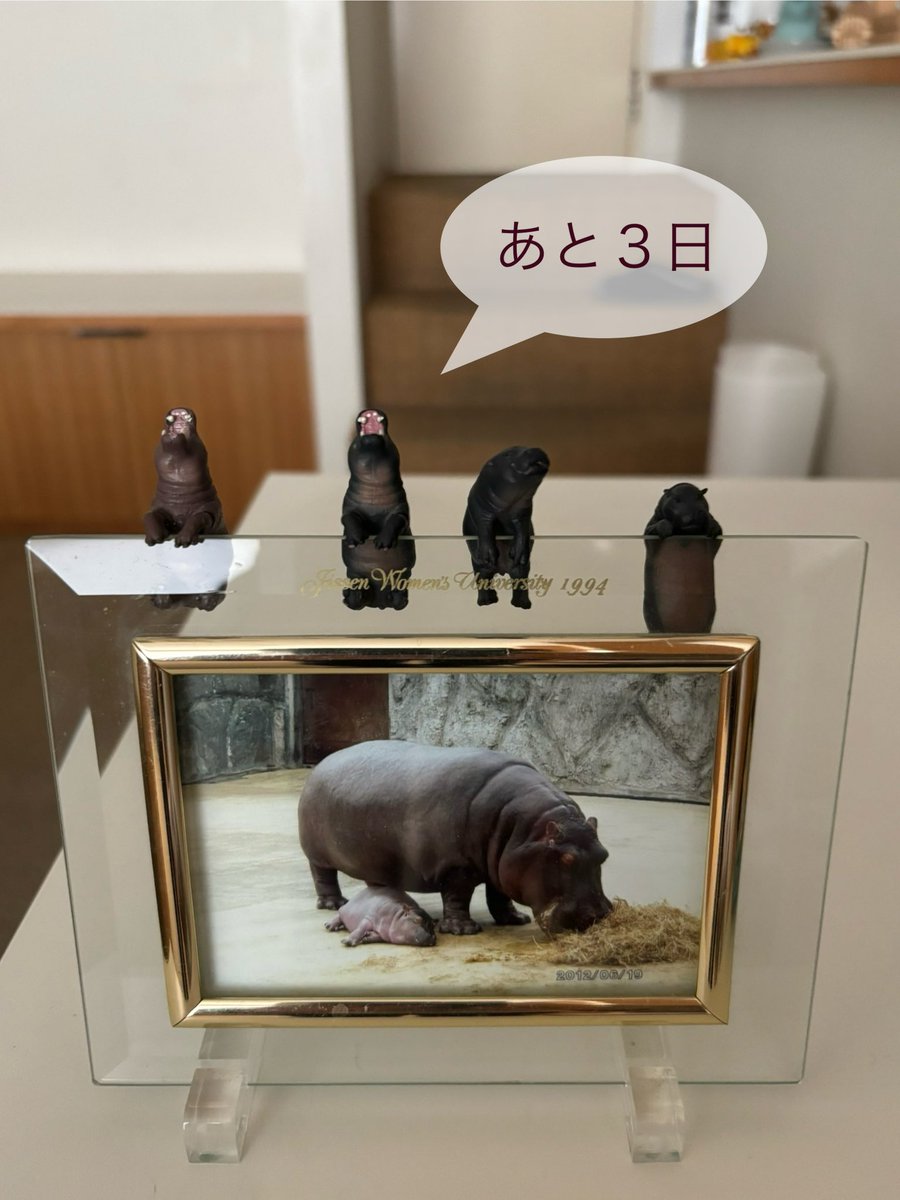 GALLERY HIPPO tweet media