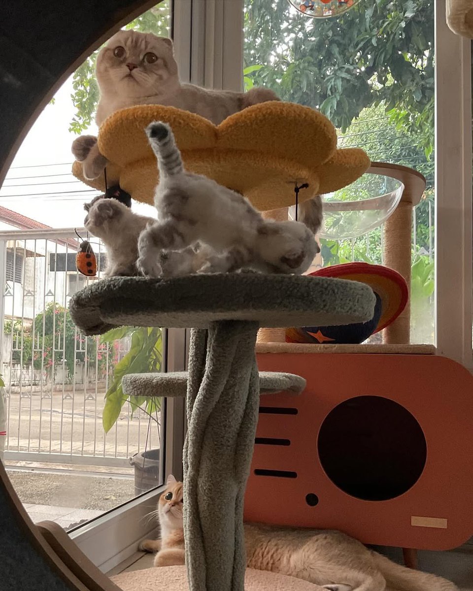 The cats !! 🥹♥️

Many many Hazard🐱🐱🐱
and Kante 🐱

IG:Hazardisacat 

@Gulfkanawut 
#GulfKanawut