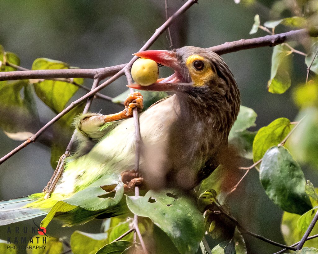 Summer starts, and  the loud calls with a 'kutrrrr' note from this bird are heard in most areas with trees. The brown headed Barbet with a ber-ry for today.

#IndiAves #ThePhotoHour #birds #BirdsOfTwitter #Canon #dailypic