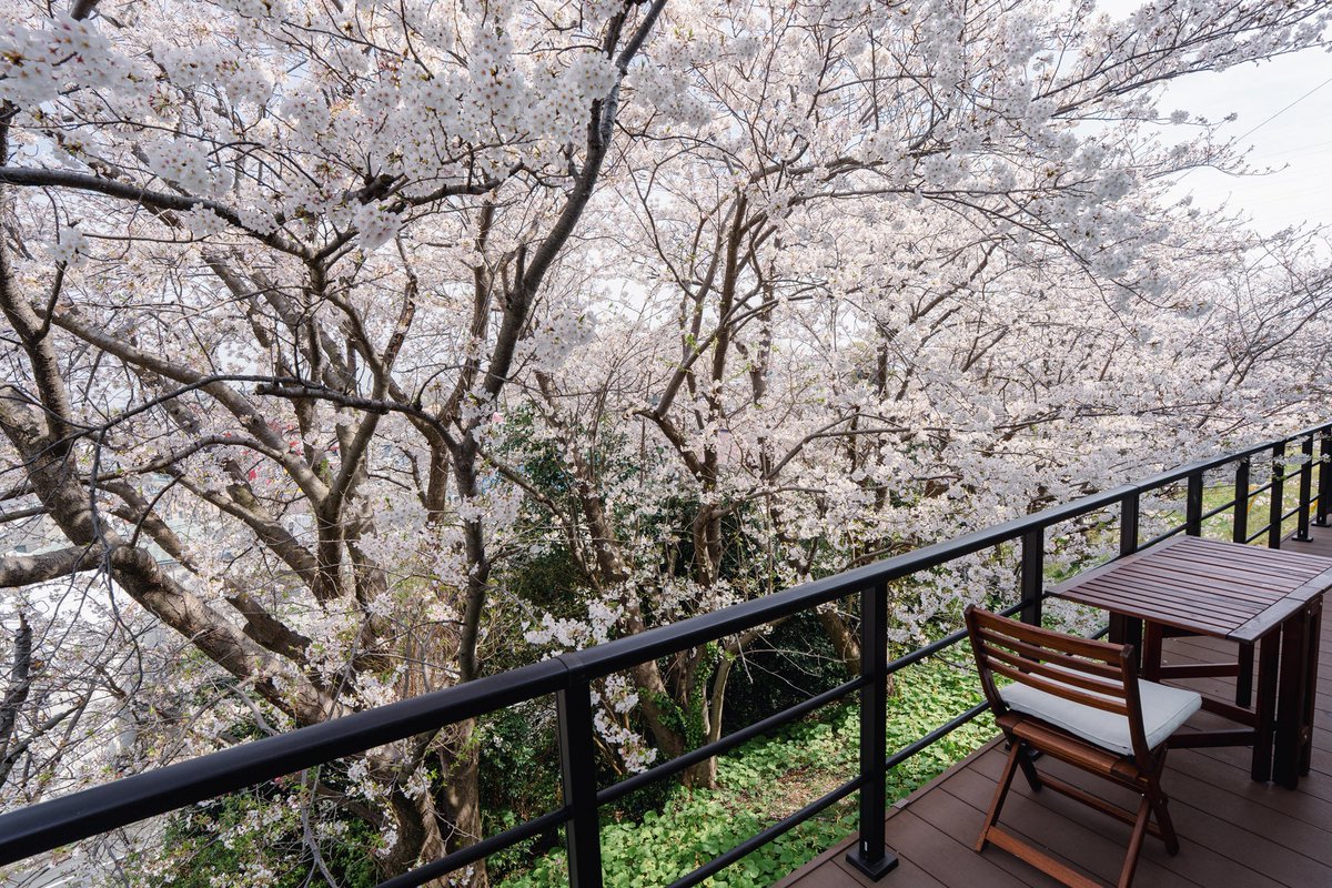 okamotolynn's tweet photo. 今年もまた我が家の桜を自慢する季節になりました。 https://t.co/Nvyk3aDBRr