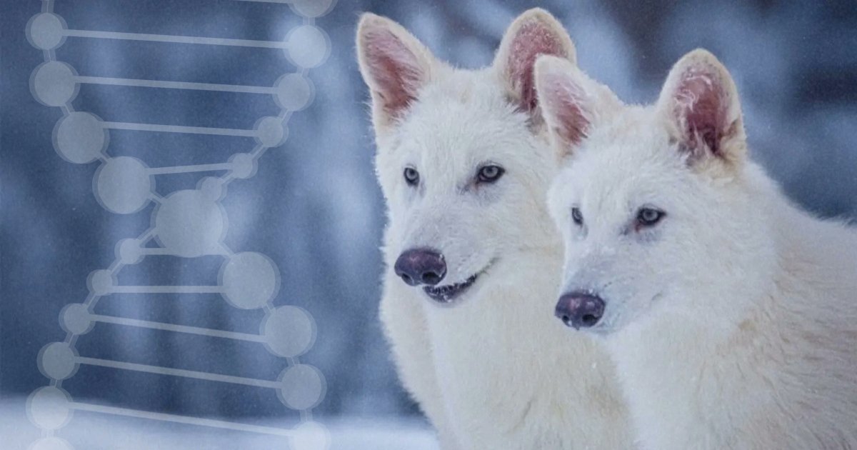 🐺 ¿“Desextinción” del Lobo terrible? 

Esto es lo que sabe sobre el supuesto regreso del cánido que anunciaron científicos estadounidenses, te explicamos porque #TeConvieneSaberMás 🔎

verificado.com.mx/que-sabemos-so…