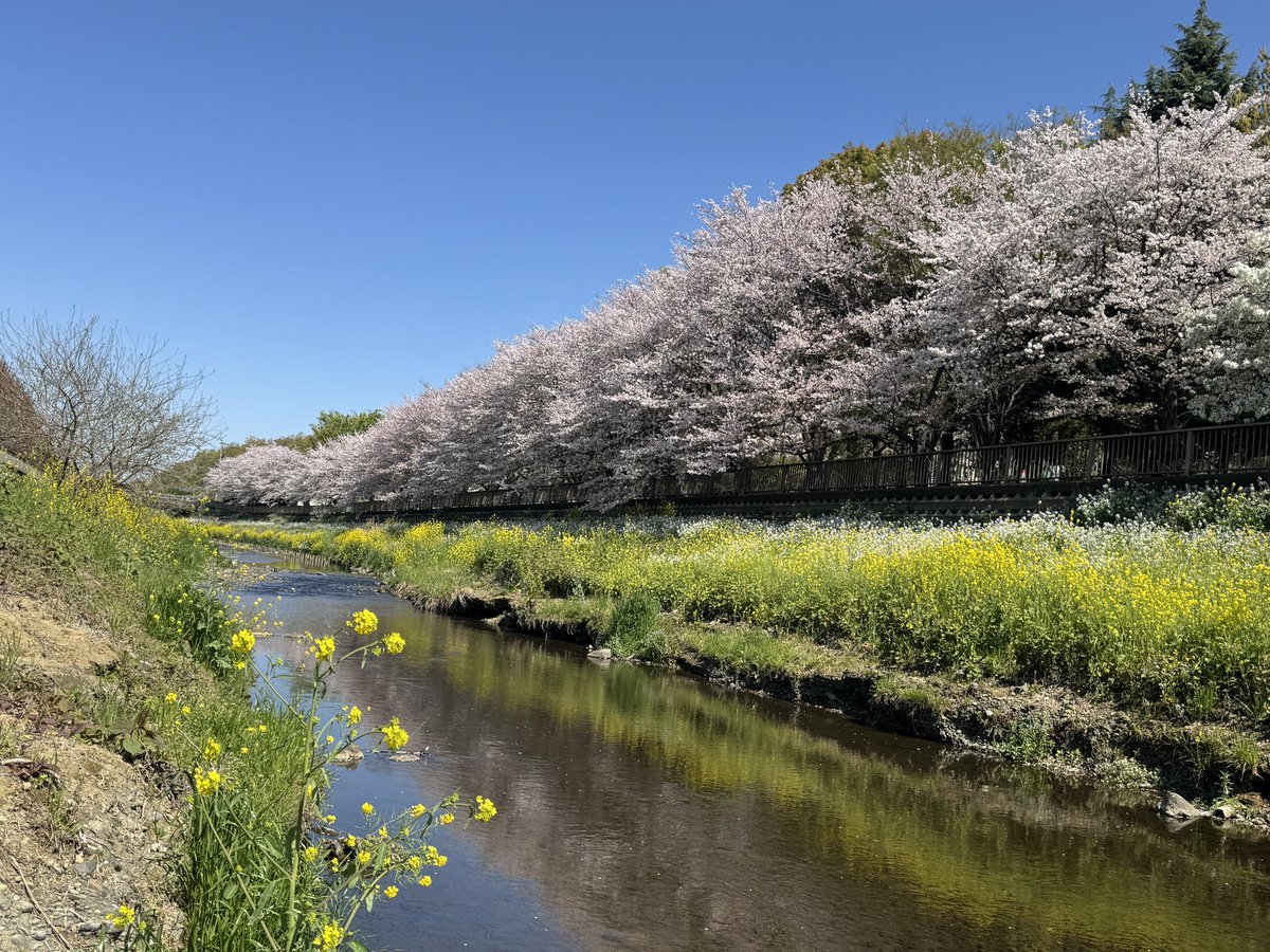 FIREして一番ハマってるのが散歩とバイク。
今日は春満開ですな。
