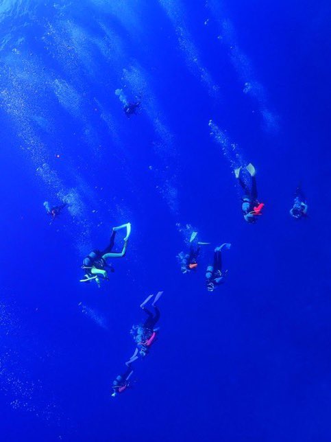 scuba_ankou's tweet photo. あんこう活動紹介⑤

8月後半　小笠原合宿（海編）
小笠原の海は別格！！✨️ボニンブルー💙と言われる、澄み切った深い青色が特徴的でとても美しいです🫧イルカ、シロワニ(サメ)など大迫力の大物が見れちゃうかも！！

新歓予約やサークル詳細については固定ポストをご覧ください☺️
#春から早稲田 https://t.co/HbDMsyNfi8