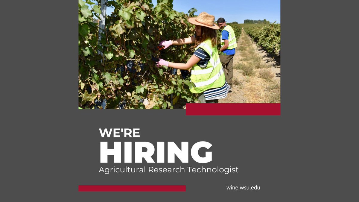 The Agricultural Research Technologist will serve as a skilled technical specialist supporting viticulture and grape physiology research at the Irrigated Agriculture Research and Extension Center in Prosser, WA.

For more information and to apply: wsu.wd5.myworkdayjobs.com/WSU_Jobs/job/P…