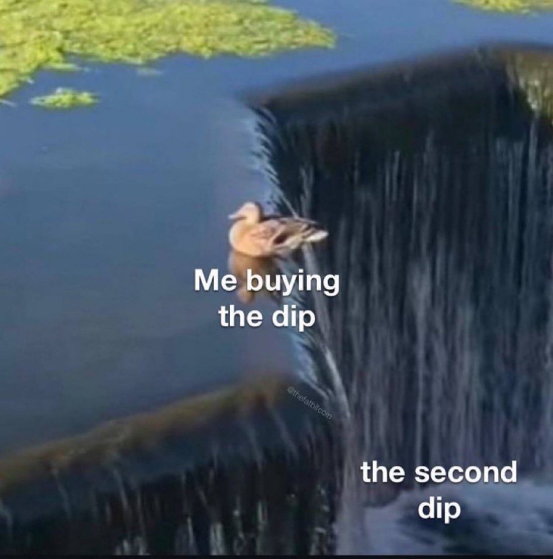 This duck is soo me 😭 #crypto