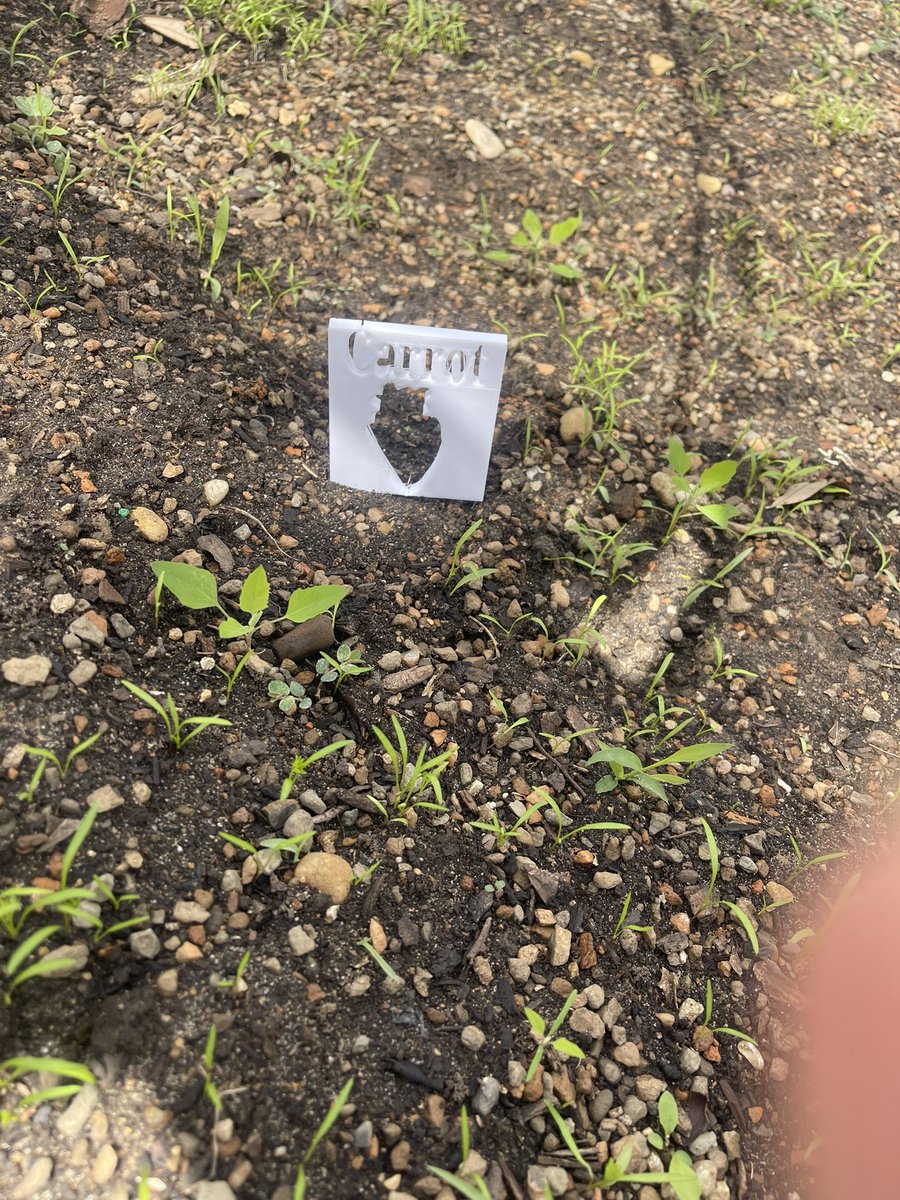 Planted squash this week in the <a href="/MSTMAGNET/">MST Magnet School</a> garden.  The beans are starting to sprout too.