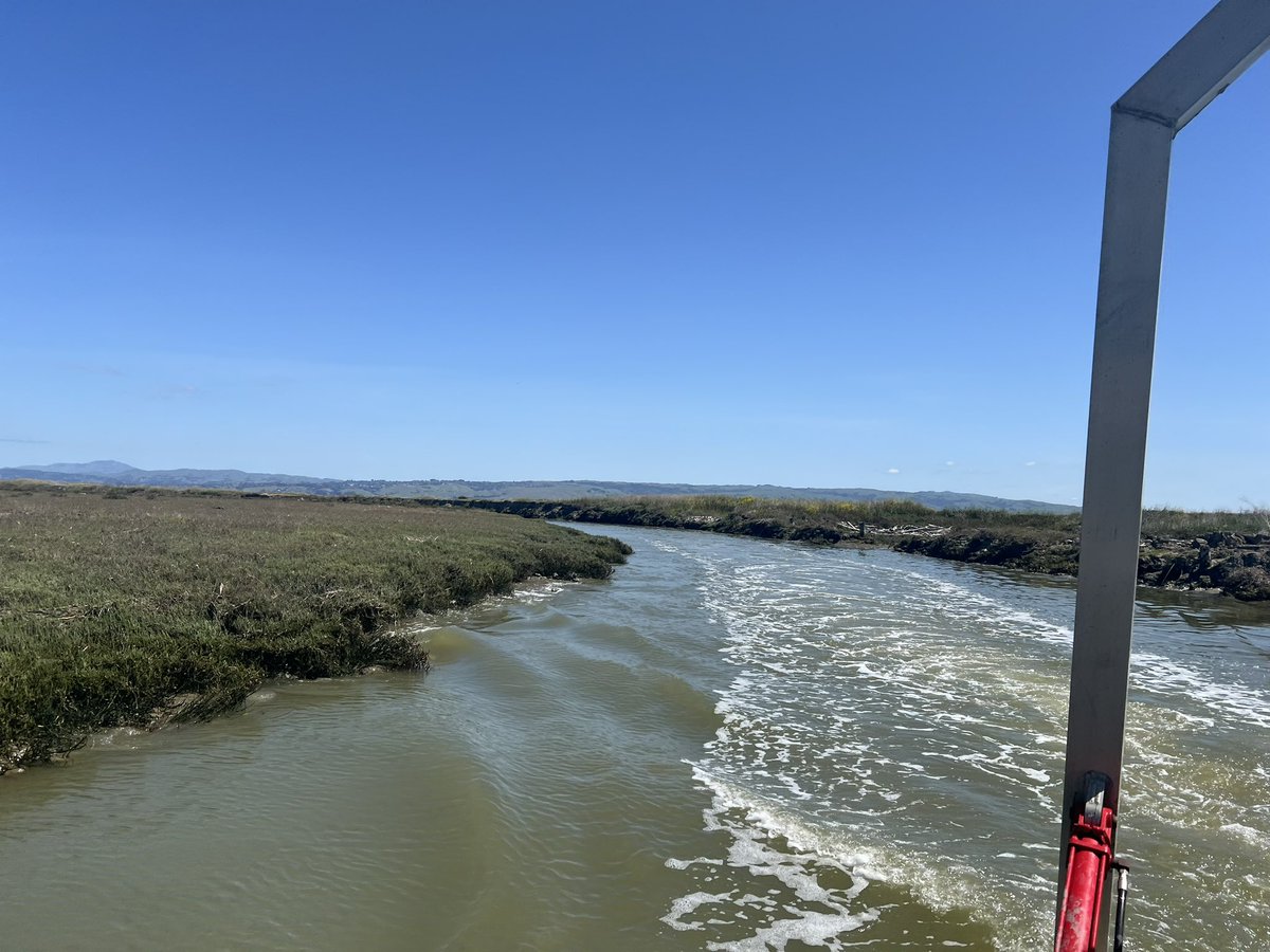 FishnBayBlog's tweet photo. First survey of the #WRMP @sfestuaryinstitute for the https://t.co/Nn6K4avUnv @ucdavis @ucd_wfcb #teamfish #cawater #wetland https://t.co/le1H1Ng7LX