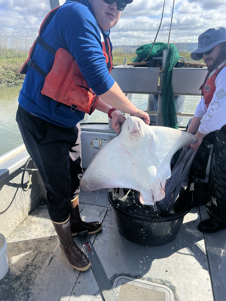 FishnBayBlog's tweet photo. First survey of the #WRMP @sfestuaryinstitute for the https://t.co/Nn6K4avUnv @ucdavis @ucd_wfcb #teamfish #cawater #wetland https://t.co/le1H1Ng7LX