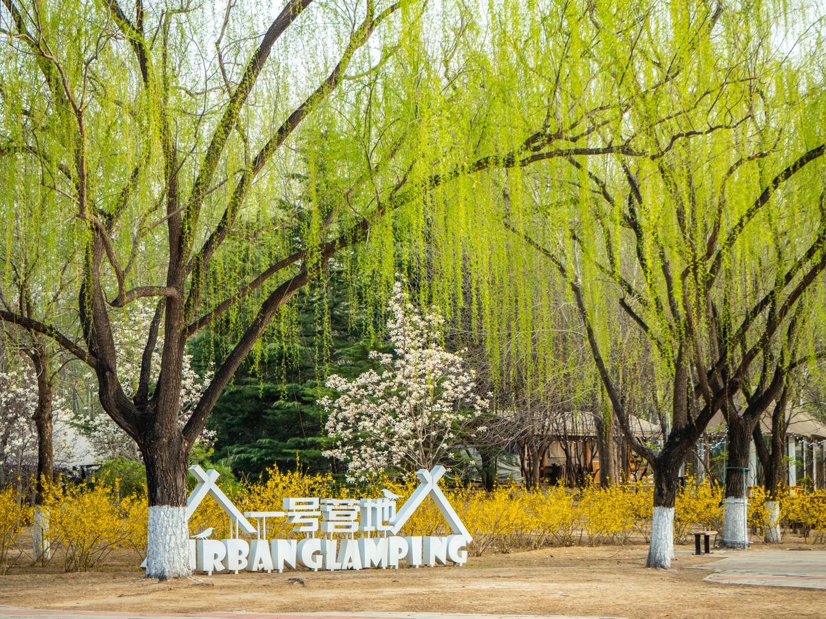 VisitBeijingcn's tweet photo. #ChaoyangPark transforms into a sea of flowers each #spring, with a camping area perfect for picnics and enjoying the sun. Children play, locals exercise, and visitors admire the flowers—the city’s scene of spring’s essence. #SpringInBeijing #VisitBeijing https://t.co/yUyu0bFkva