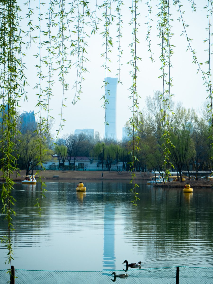 VisitBeijingcn's tweet photo. #ChaoyangPark transforms into a sea of flowers each #spring, with a camping area perfect for picnics and enjoying the sun. Children play, locals exercise, and visitors admire the flowers—the city’s scene of spring’s essence. #SpringInBeijing #VisitBeijing https://t.co/yUyu0bFkva