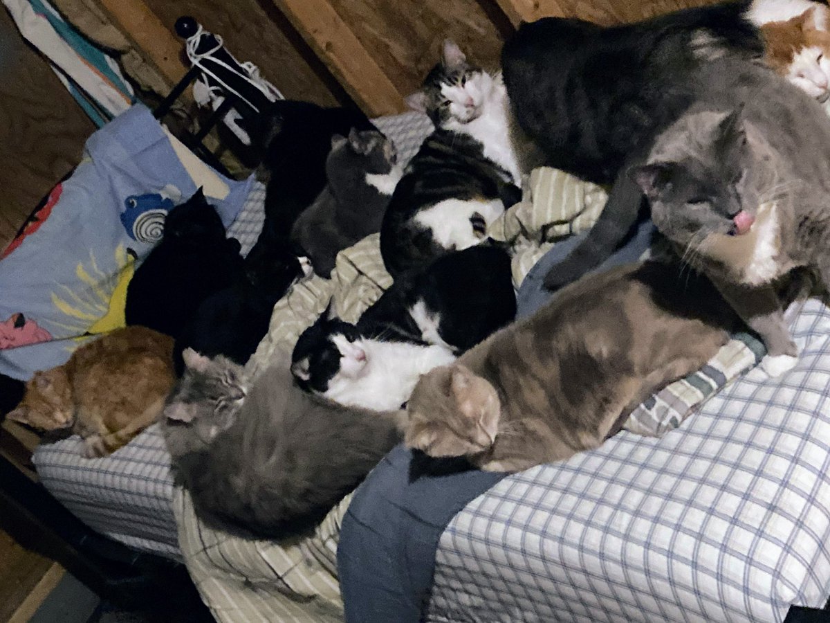 DeeMeow3's tweet photo. I still can’t make the bed 😩 What’s the sense when it’s this close to bedtime 🤷‍♀️ Well played, cats 😼 https://t.co/LRBeaYaY4S