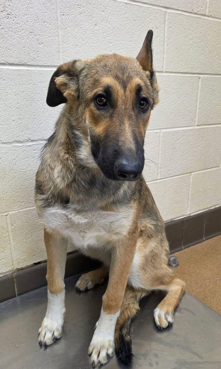 TomJumboGrumbo's tweet image. Smilie #250341 (black dog) and Spring #250342 arrived in Apple Valley CA together. Both are just 1 year old and nervous and scared - and can you blame them! They&apos;re definitely not safe and within hours will be placed on the deadly euthanasia list. Please help us get these…