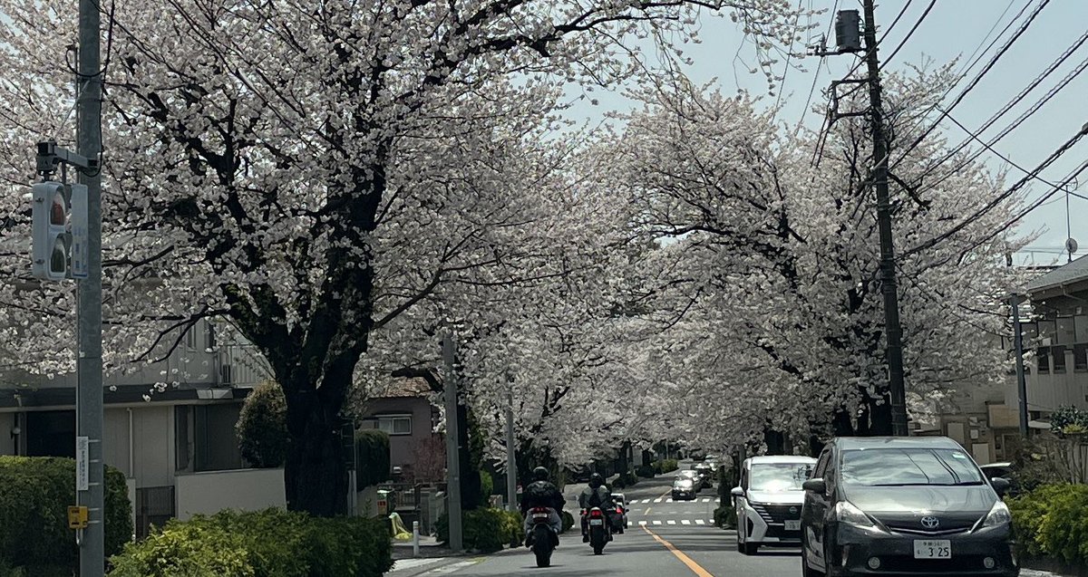 桜のトンネルは良いよね🌸