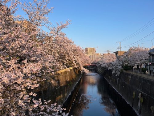 中板橋付近の桜の様子を毎日お届けします！
 
【2025年 #なかいたさくら便り】4月9日の桜
 
どんどん葉っぱに変わっていくね！(。ﾟωﾟ)

なかいた さくらブログ
nakaita.com/sakura/
 
#さくら #sakura #中板橋 #石神井川 #桜 #桜祭り #花見