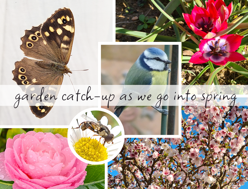 victoriaxaustin's tweet photo. Now on my blog! Garden catch-up as we go into spring - https://t.co/XvtR66a1bG

#gardenblogger #lbloggers #naturephotography https://t.co/usu3Xmlhv0