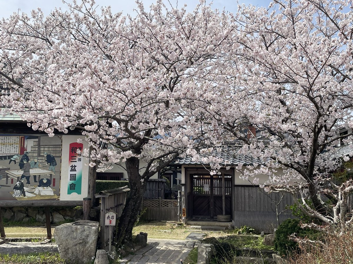 mitaniseitou's tweet photo. 満開です🌸 https://t.co/0cnVLQHac3