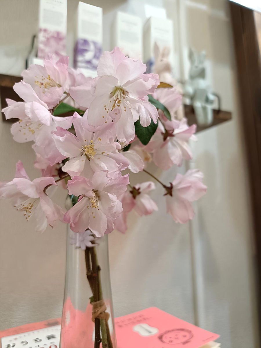 ularaca2's tweet photo. 大家さんから可愛い桜、いただきました(*^^*)満開🌸元気がでます🌸 https://t.co/Gc7o999zGZ