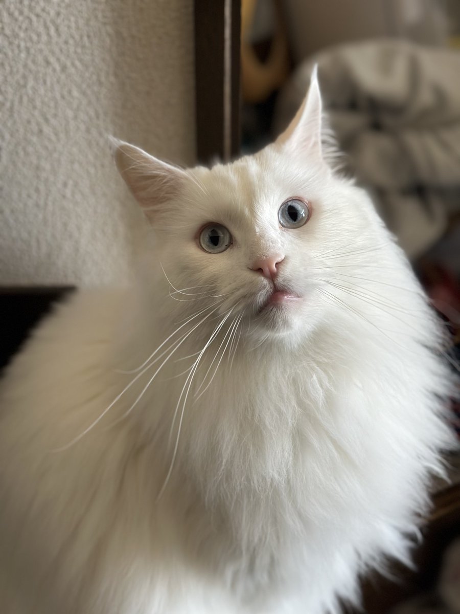 rub_it's tweet image. ヒゲめっちゃ長いな？？？