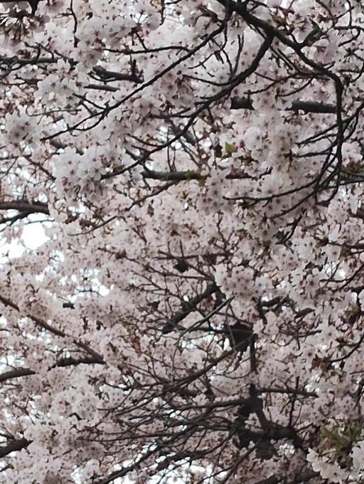 とチチタチ。葉桜になりそうになってたのでもう長く少し見れるといいなー