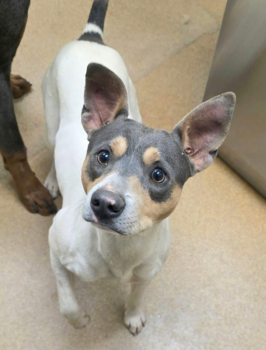 TomJumboGrumbo's tweet image. Arriving together, to now to dying together, Peter Rabbit #250344 and Carlton #250345 are babies at just 1 year and 18 months old. Sadly they&apos;ve landed in Apple Valley CA and within hours they&apos;ll be placed on the euthanasia list. These sweet puppies deserve so much more, please…
