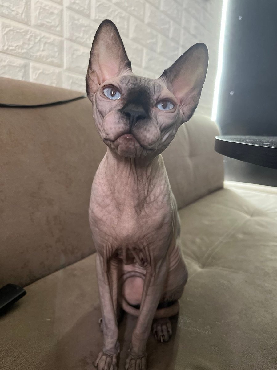 mzemlu777's tweet image. ahahahah 
#humanize