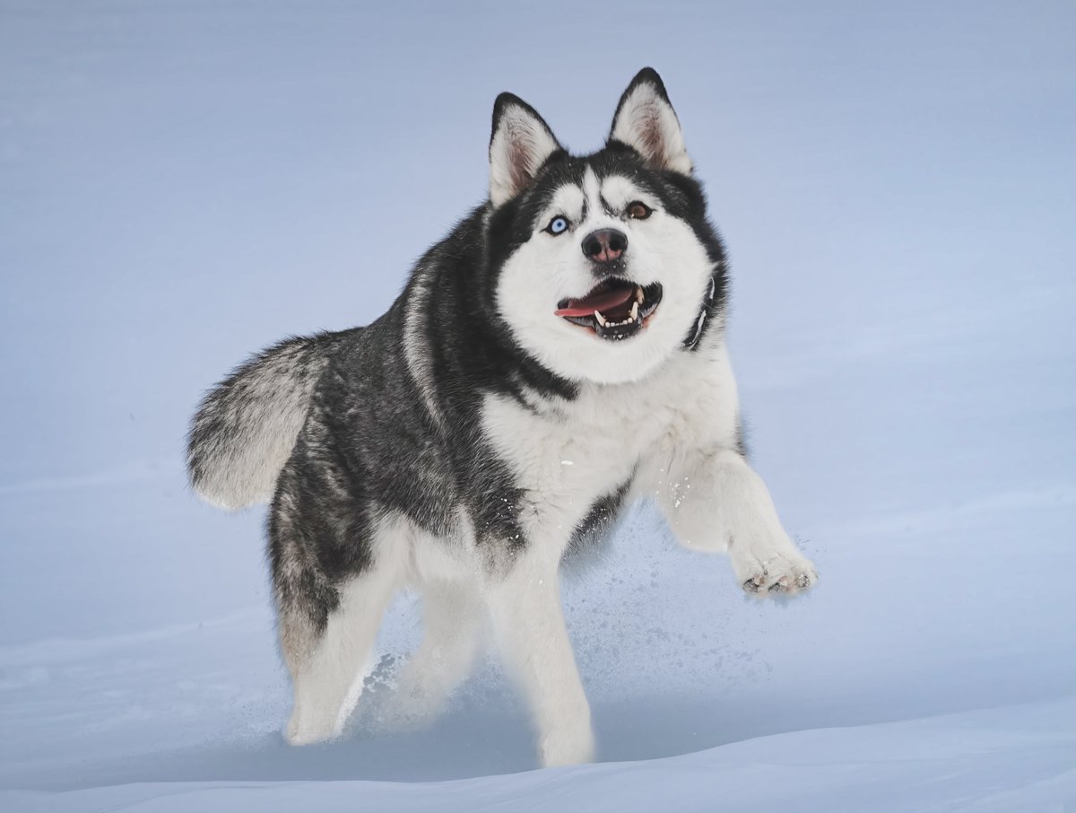#AlamyPOTM #AlamyPets 
<a href="/AlamyContent/">Alamy Content Team</a>  My first X post is dedicated to my handsome 11-year-old purebred Siberian Husky, Max! Check out those incredible bi-colored eyes!  More Max pics to come! #HuskyLove #Purebred #BicoloredEyes #DogCommunity