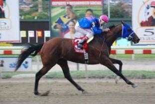 10/04/2005 nació EL GRAN CESAR en el Haras Monumental <a href="/LUMITO/">LUMI MITO</a>. Hijo de Synergetic en Mon Sagaz, fue el séptimo Triplecoronado venezolano, hazaña que consiguió en el año 2008 con la monta de <a href="/JockeySG/">Santiago González</a>