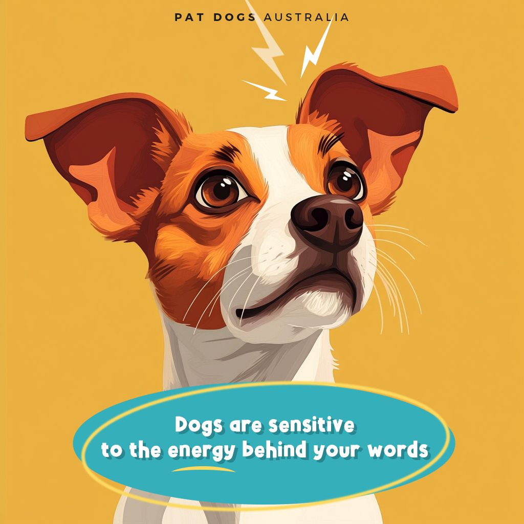 Pat Dogs Australia tweet media