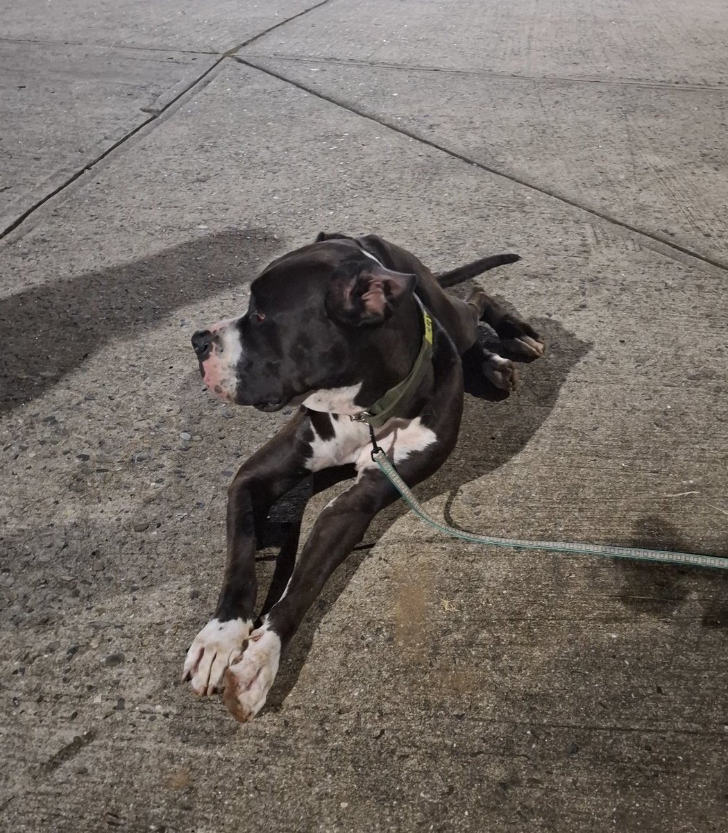 BrisasdelGolf's tweet photo. Por calle 50, Las Mesetas de Brisas del Golf, hallaron a este Gran Danés negro de patas blancas.
Por favor, compartan para que pronto retornen a su casa https://t.co/qArqjwu9Gz