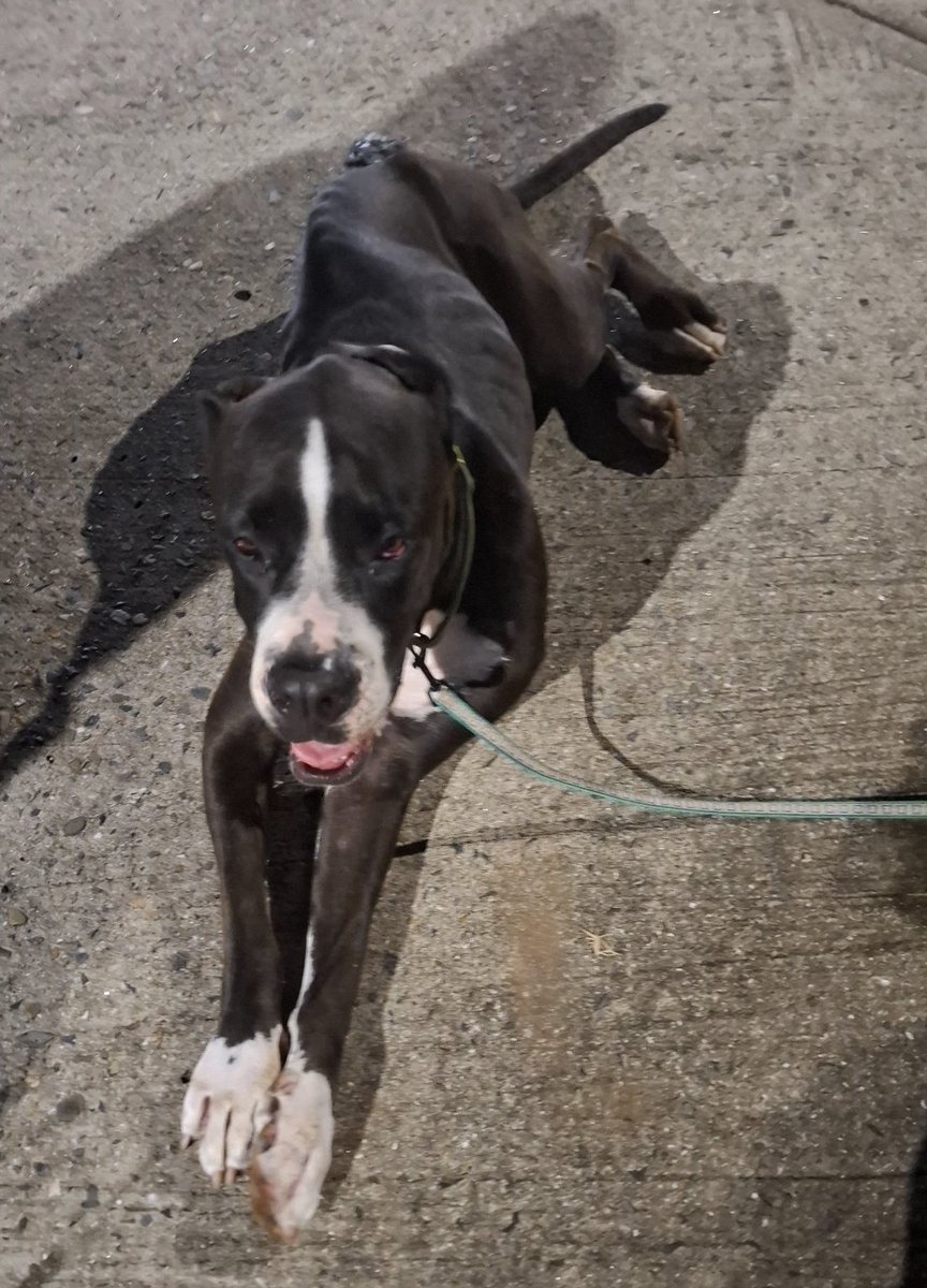 BrisasdelGolf's tweet photo. Por calle 50, Las Mesetas de Brisas del Golf, hallaron a este Gran Danés negro de patas blancas.
Por favor, compartan para que pronto retornen a su casa https://t.co/qArqjwu9Gz