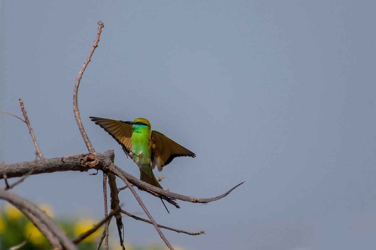 agarwalsonika7's tweet photo. Green Bee-eater
#Photography #PhotoOfTheDay #InstaPhoto #PicOfTheDay #CaptureTheMoment #VisualArt #PhotographerLife #ArtOfVisuals #Exposure #VisualStorytelling #PhotoLife #ThroughTheLens #Snapshot #PerfectShot #FocusOnTheGood #Shutterbug #PhotoMagic #FrameItUp #PhotoJunkie https://t.co/HN8ZNoe7NB