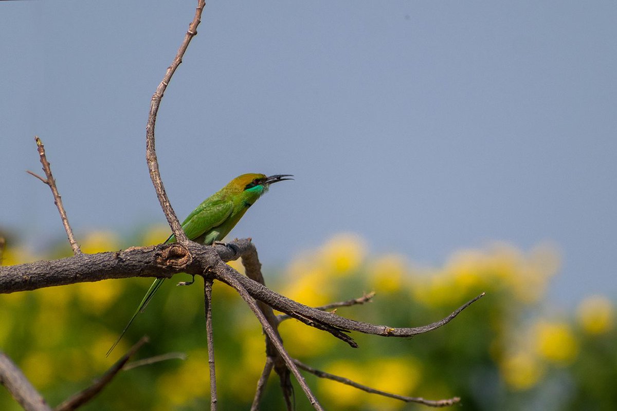agarwalsonika7's tweet photo. Green Bee-eater
#Photography #PhotoOfTheDay #InstaPhoto #PicOfTheDay #CaptureTheMoment #VisualArt #PhotographerLife #ArtOfVisuals #Exposure #VisualStorytelling #PhotoLife #ThroughTheLens #Snapshot #PerfectShot #FocusOnTheGood #Shutterbug #PhotoMagic #FrameItUp #PhotoJunkie https://t.co/HN8ZNoe7NB