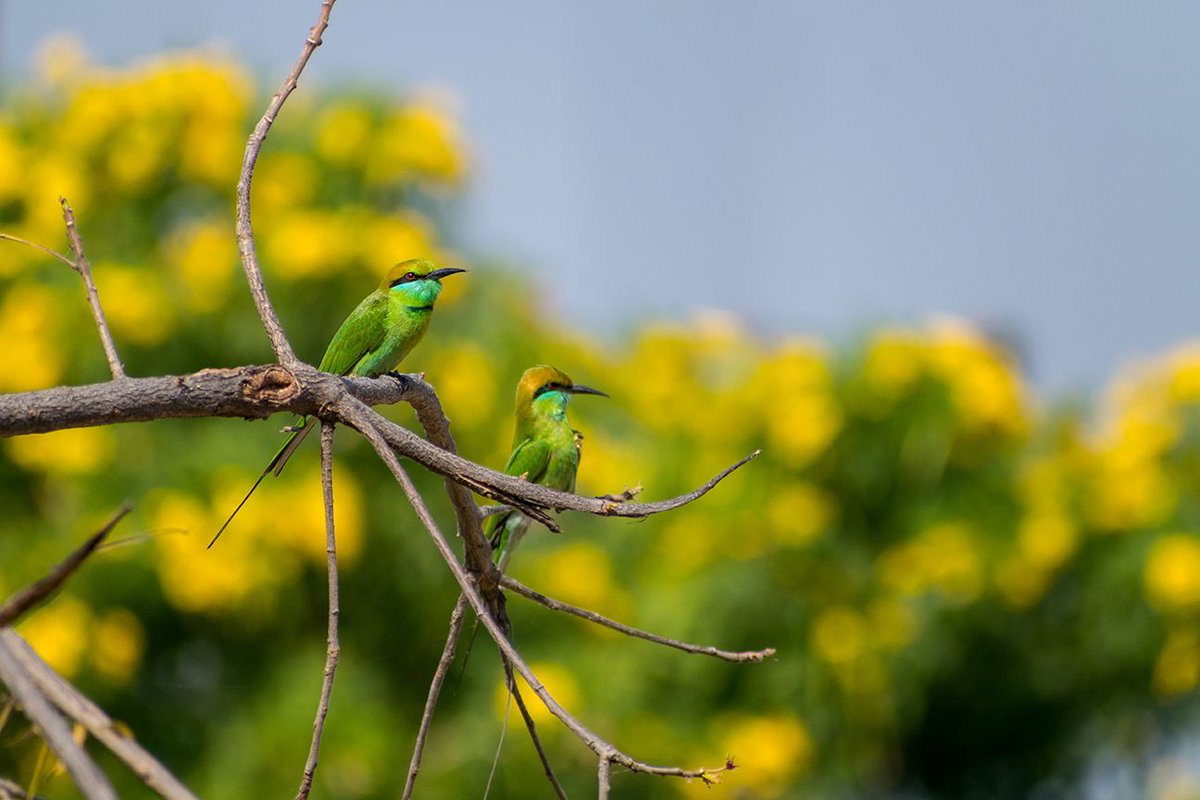 agarwalsonika7's tweet photo. Green Bee-eater
#Photography #PhotoOfTheDay #InstaPhoto #PicOfTheDay #CaptureTheMoment #VisualArt #PhotographerLife #ArtOfVisuals #Exposure #VisualStorytelling #PhotoLife #ThroughTheLens #Snapshot #PerfectShot #FocusOnTheGood #Shutterbug #PhotoMagic #FrameItUp #PhotoJunkie https://t.co/HN8ZNoe7NB