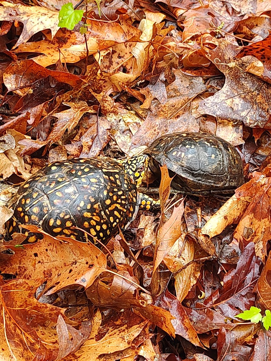 LunaFosterFail's tweet image. Hoodad and I interrupted a springtime Turtle Date when I rambled off the trail today. #boxturtle #turtle  🫣🤭🐢