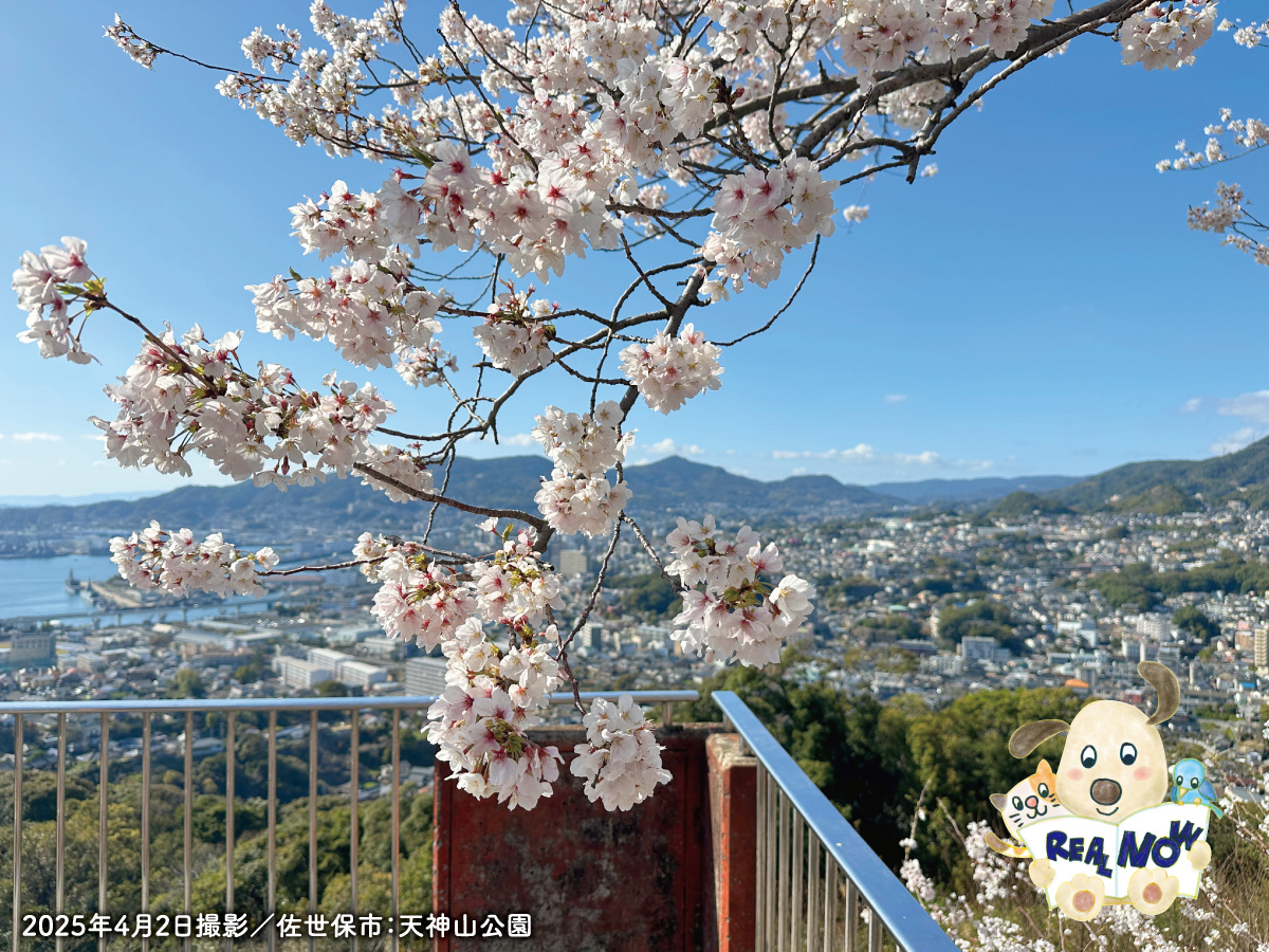 sumairing's tweet photo. 皆様こんにちは！
ようやく暖かくなり、桜も見頃を迎ましたね！🌸✨
本日、最新の不動産情報誌「リアルナウ4月号」が発行されました。
今朝の折込チラシをご覧ください。
紙面は「住まいリング させぼ」のWEBサイトでもご覧になれます。
https://t.co/sUTxvxG8WP

#住まいリングさせぼ #佐世保 https://t.co/RTeZWEOnTd