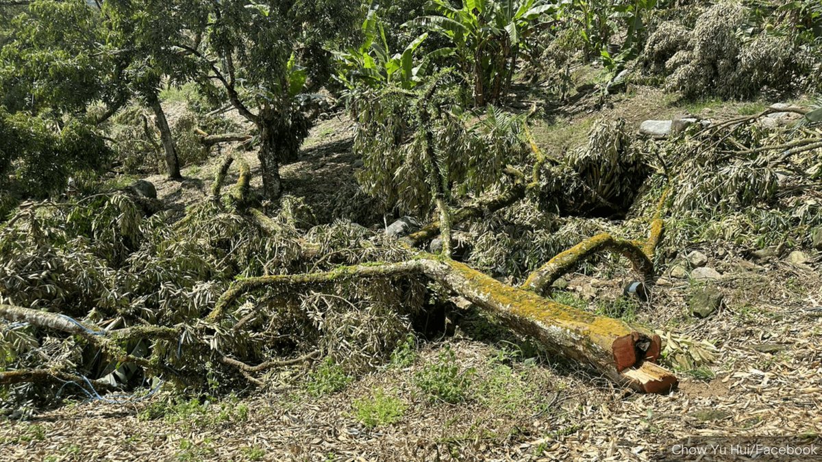 NewsBFM's tweet image. Durian farmers accuse the Pahang government of contempt after 200 Musang King trees were cut down despite a court order barring such action without approval.

“Tindakan penguatkuasa yang datang tanpa notis sukar diterima oleh pekebun durian,” says Raub MP Chow Yu Hui.

🧵1