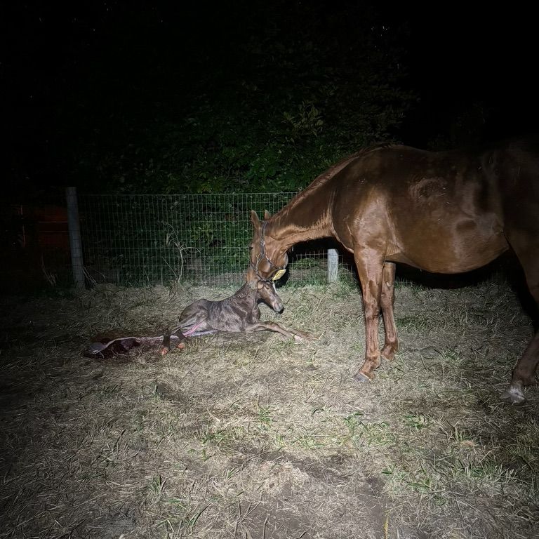 Hunter Thoroughbreds tweet media