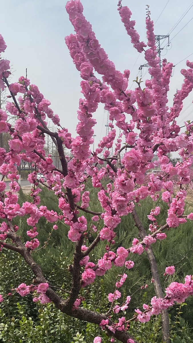 jinluperlayan's tweet image. The gentle breeze and blooming flowers create a charming spring.
Whatsapp: +86 15231539236
Wechat: 15231539236
Email: jinluts@gmail.com
#sandmakingmachine #limestone #machinemadesand #constructionsand #sandmakingmachinemanufacturer #sandmakingproductionlinefactory