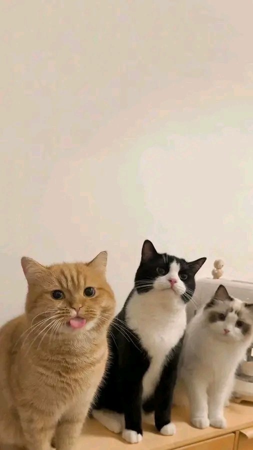 nocontextscats's tweet image. It's always orange cat 🧡