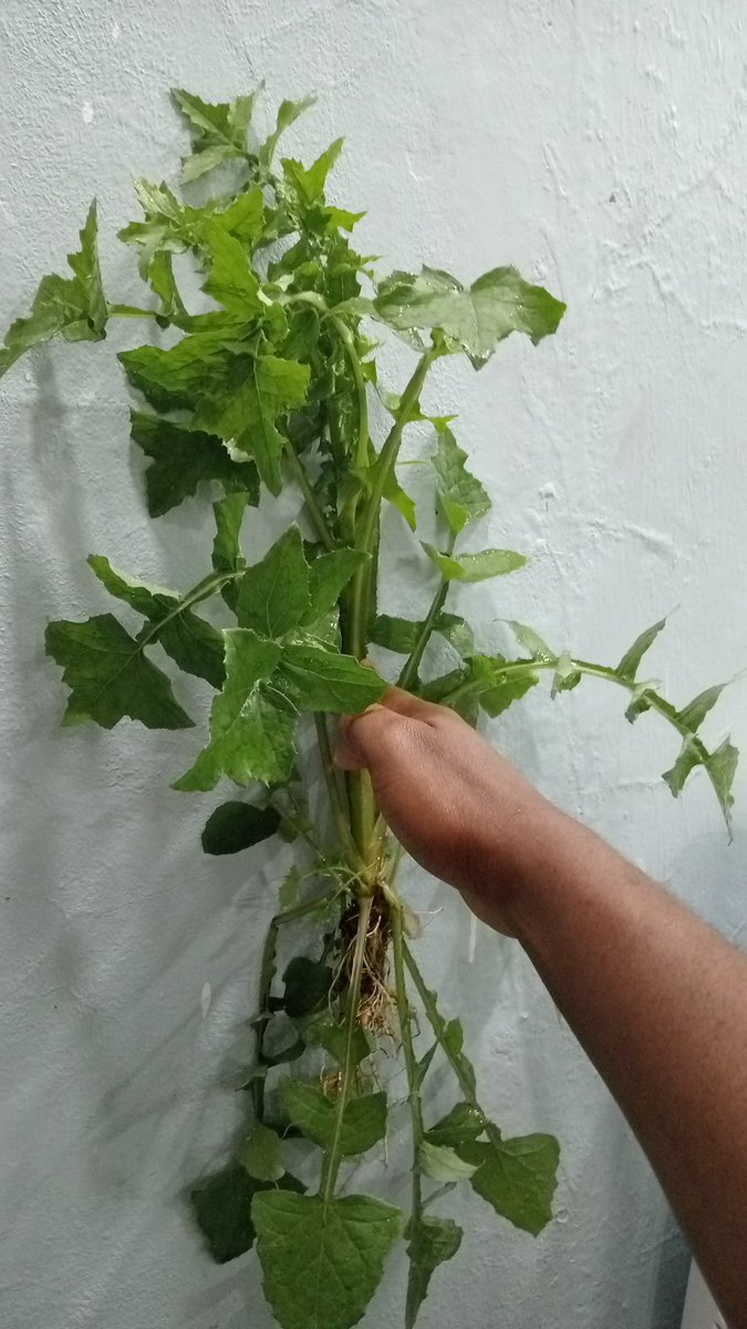 komujaxcom's tweet photo. @HerbalistChief Is this Dandelion? https://t.co/U0O5NxFDLw